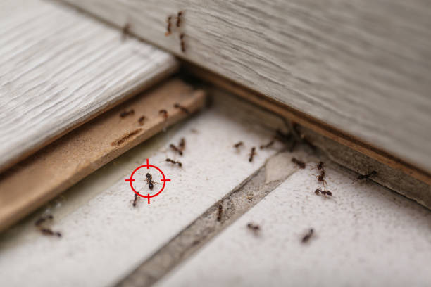 Best Flea Control Services  in Huber Ridge, OH