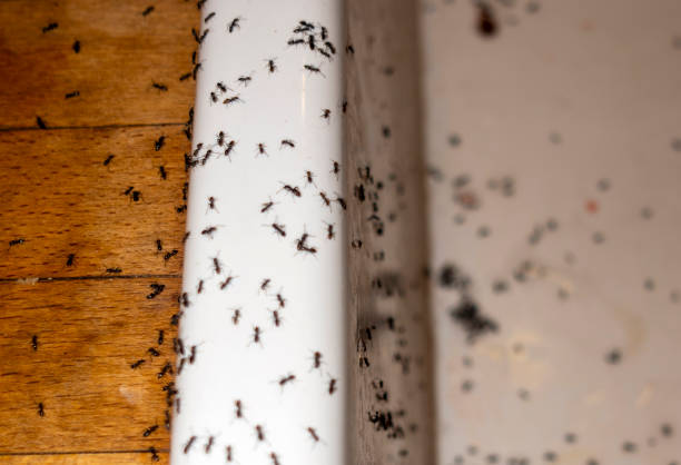 Best Emergency Pest Control  in Huber Ridge, OH