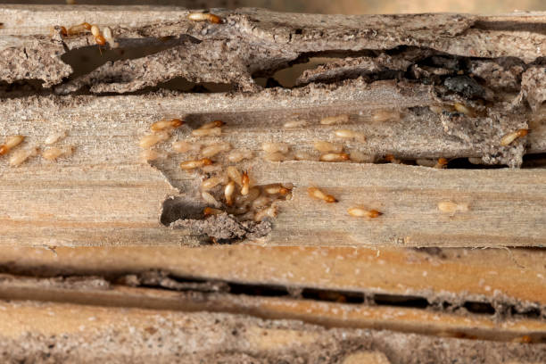 Best Pest Prevention Services  in Huber Ridge, OH